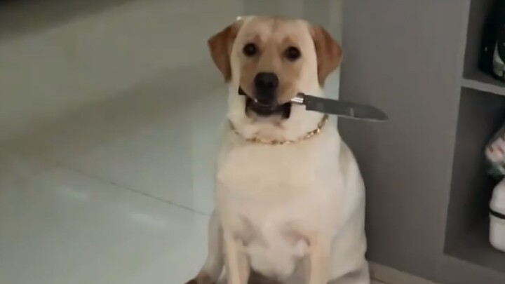 Doggy: Today I’ll show you what a dog’s temper really is!