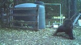 INSTANT KARMA bear gets hit in the nuts for messing with my water tank