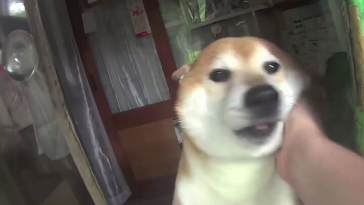 การมีชิบะอินุเป็นหัวหน้าร้านนั้นเป็นยังไงนะ?