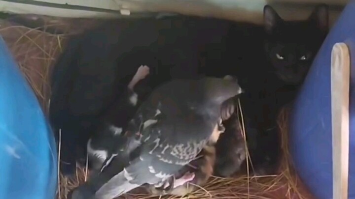 นกพิราบและแมว