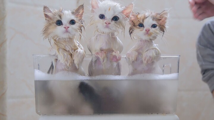 Washing three kittens at the same time, unexpectedly one is better behaved than the other!