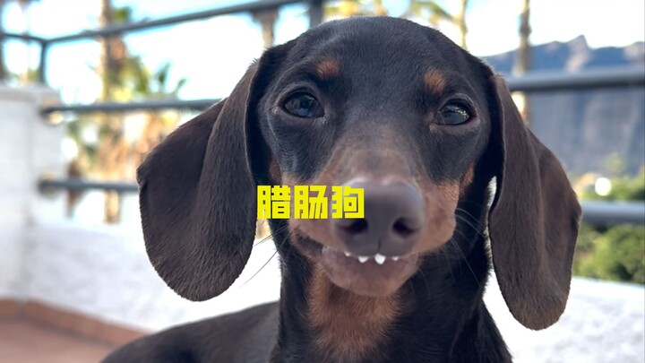 How clingy are dachshunds, really?!