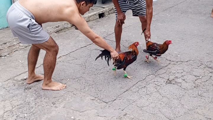 1st spar magkapatid bocolod line 5months old