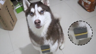 [Hewan]Menyuruh Husky Olahraga 30 Menit