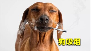 吸烟有害吗？48只狗被英国烟草公司做实验，3年每天吸100支烟