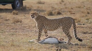 Leopard hunt the deer 🦌