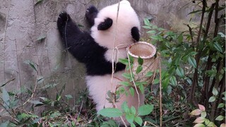 【Cute Pandas】Carrying a little basket, they've sold tons of cuteness!