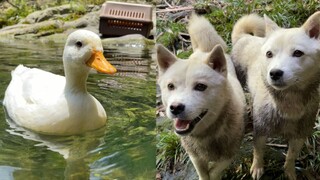 The duck escaped the summer heat and met two cute little ones after passing through the cave.