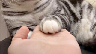 【日常更新】当小猫咪愿意把手交给你