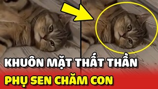 Khuôn mặt THẤT THẦN của chú mèo phụ Sen CHĂM CON 😂 | Yêu Lu