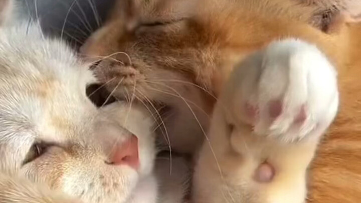 حياة القط هذه قاسية