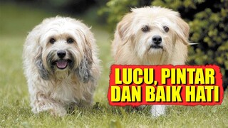 Terimakasih Puppy Kamu Adalah Sahabat Terbaiku... | Alur Cerita Film