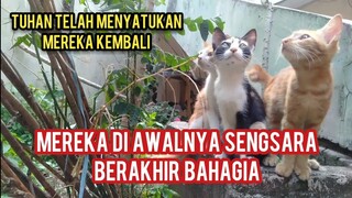 Kisah 3 Anak Kucing Yang Di Buang Akhirnya Bersama Kembali Sempat berpisah Mencari Makan Di Jalan..!