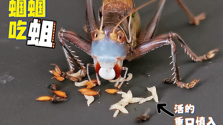 Grasshoppers eat maggots! Just like you eat rice 🍚