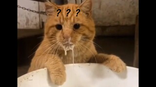 Try Not To Laugh | Funny Cat Videos Compilations