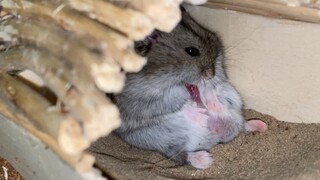 Hamster Cleaning It's...