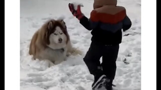 狗子🐶一出手，就知有木有