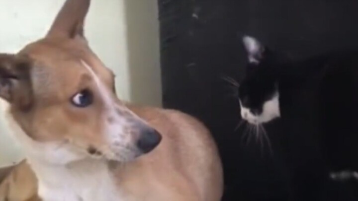 "Sebagai seekor anjing, bagaimana mungkin aku tidak takut pada kucing?"