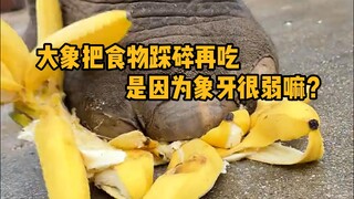 لماذا تسحق الفيلة طعامها قبل أكله؟ هل لأن عاجها هش؟