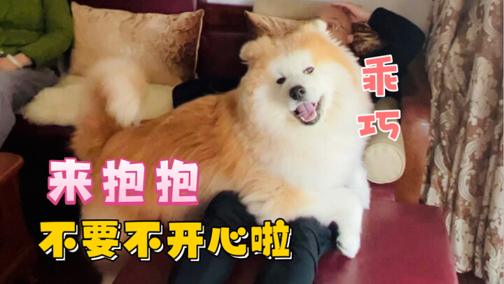 Saat isolasi di rumah suasana hati sedang murung, si anjing besar sengaja datang untuk menghibur kam