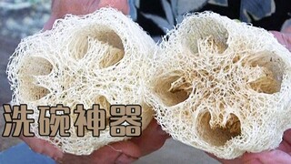 家中常备的「丝瓜瓤」你知道这个清洁神器是如何生产的吗