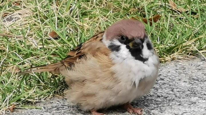 Melihat Burung Pipit Merawat Diri dari Dekat