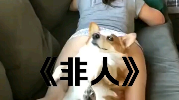 A Grand Showcase of Animal Behavioral Anomalies