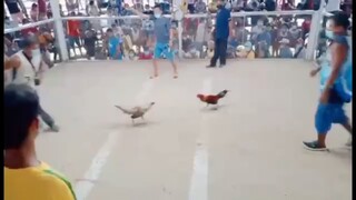 BULIK. Binaril sa taas ang kalaban.