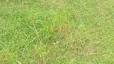 manukan ni ezekiel ethan farm