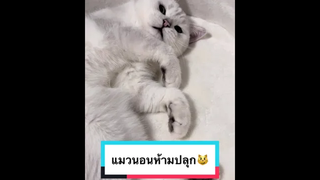 สรุปเราอยู่เป็นเพื่อนแมว🥰🥰😂