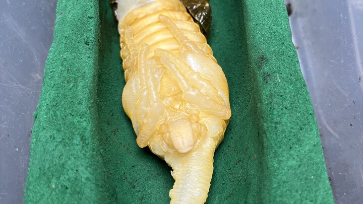 Lần này thực sự nổ tung luôn..