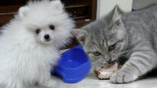 “ทำไมอาหารบนจานถึงอร่อยกว่า” ถนนลูกแมวและลูกสุนัขกิน ASMR Mukbang