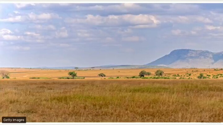 The Architecture of Survival: How the Masai Mara Works