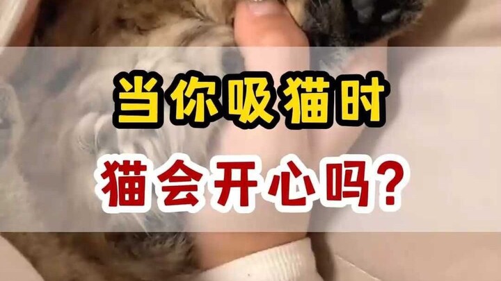 ตอนที่คุณกอดแมว แมวกำลังคิดอะไรอยู่?