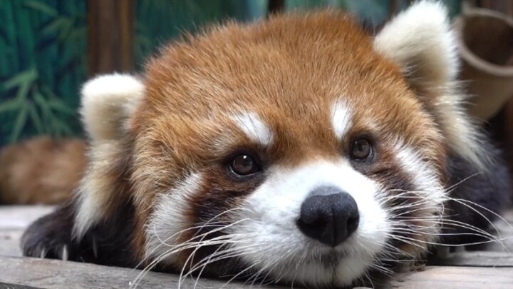 Siapa yang bisa menolak kelucuan si panda kecil yang setengah tidur setengah terjaga? — Hari terakhi