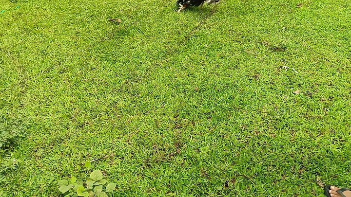 Manok ni pamangkin panalo na sana (Loss)