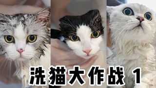 挑战一口气洗5只猫，才洗3只就累趴下，铲屎官真的超逊哎！