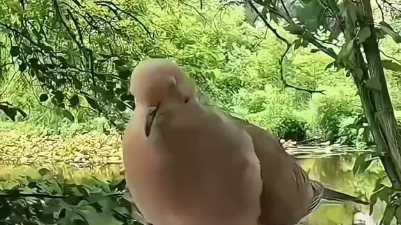 voices bird
