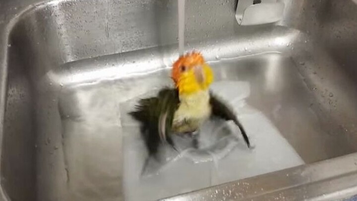 Burung beo paha emas yang ingin mandi tapi airnya panas