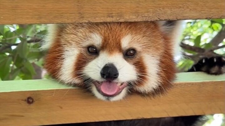 If you look up and see a little guy smiling and waving at you, don’t be scared—he’s just trying to a