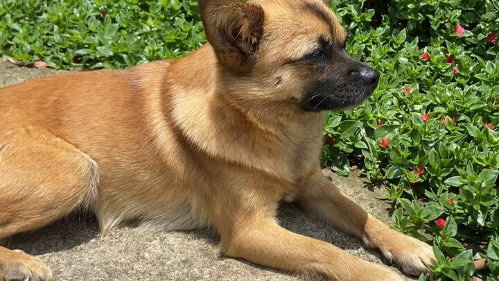 The puppy living in the countryside is so tired, he also has to raise the chickens.