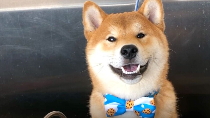Chú cún Shiba không muốn tắm nên cứ hờn dỗi, nhưng chỉ cần chủ khen cậu đẹp trai thôi là lập tức cườ