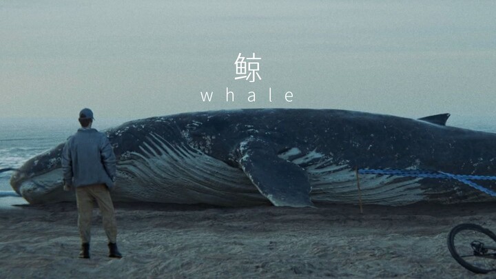 Cá voi "Cảnh phim thực tế Blender"