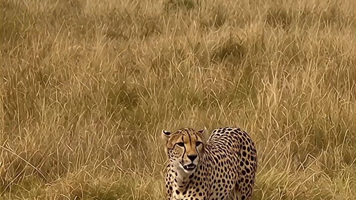 #Leopard #Wildlife #Nature #AnimalLovers