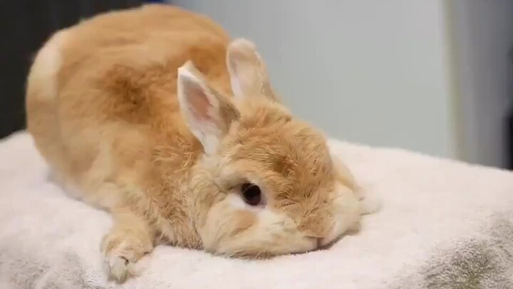 A little bunny that just melts your heart by quietly lying still!