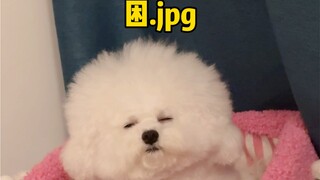 Puppy: Are you trying to play tricks on me?