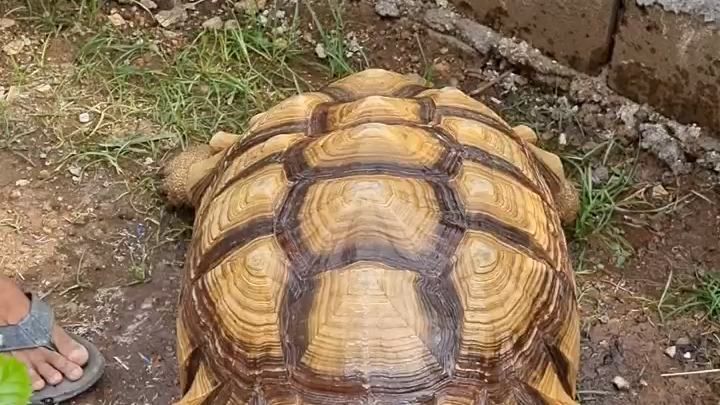 KURA KURA TERBESAR KE3 DUNIA*SULCATA TORTOISE*