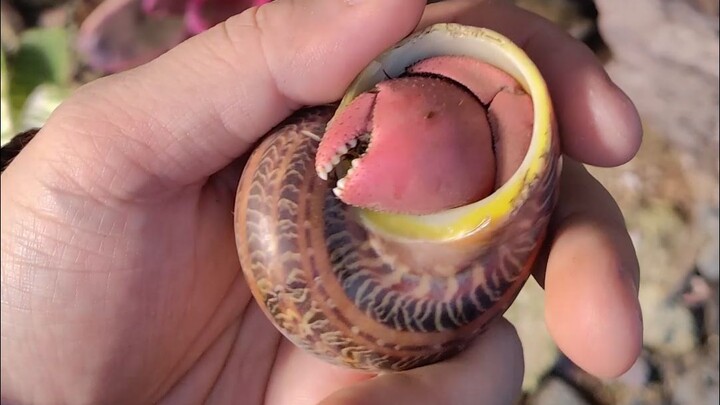 يا سلطعون المستنقعات، لن أدعك تفلت مني!