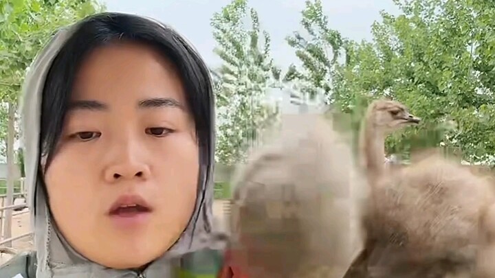 Người có lúc sơ sẩy, ngựa cũng từng hụt chân! Vì một quả trứng đà điểu giá hai trăm tệ mà đánh đổi c