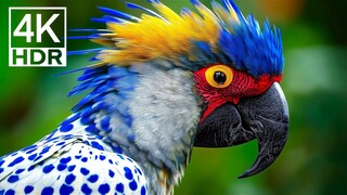 Peacocks and Parrots  Stunning Colours  Fascinating Facts(1080P_HD)